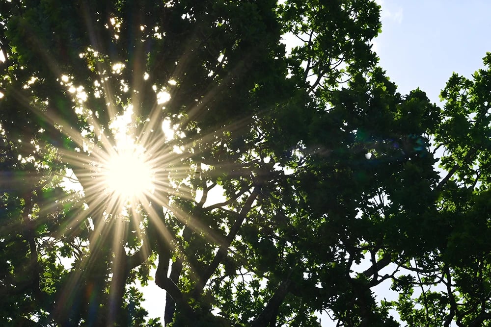 Solljus sipprar igenom bladverket