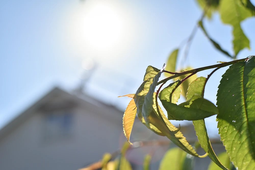 Solljus sipprar igenom bladverket