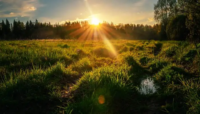 Solnedgång över gärde