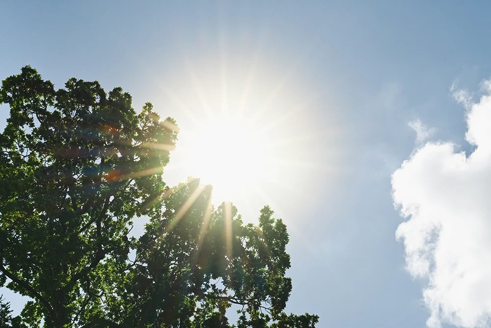 Solljus sipprar igenom bladverket